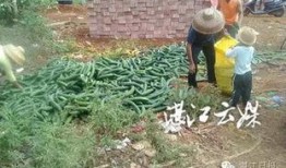 青瓜最新爆料,揭秘娱乐圈幕后真相